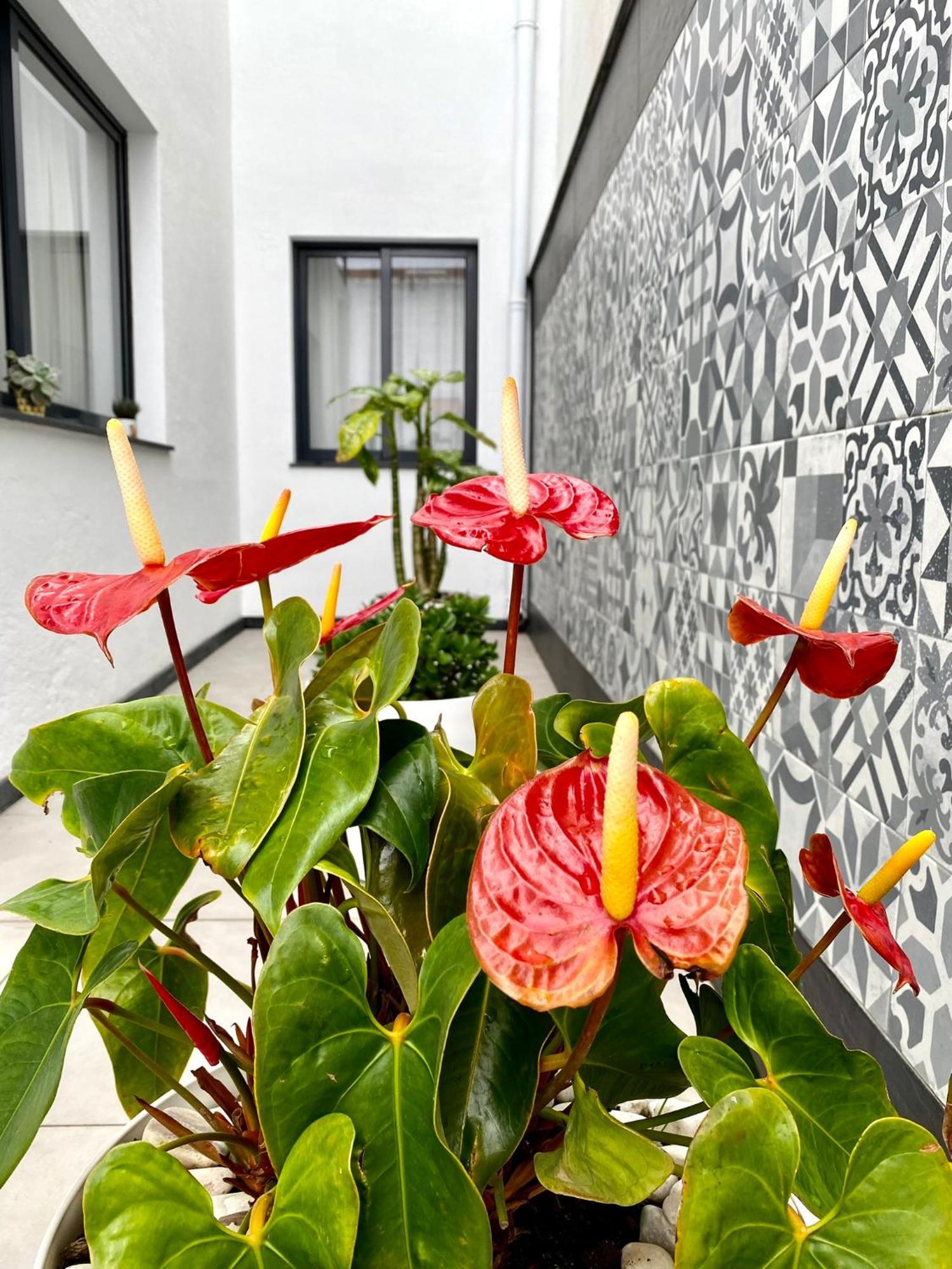 Iris House Al Azores Ponta Delgada Buitenkant foto